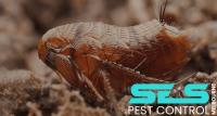 SES Flea Control Melbourne image 1